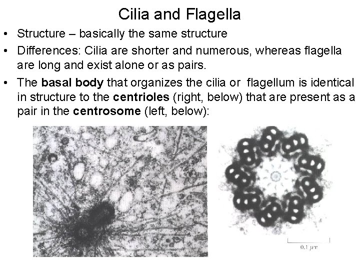 Cilia and Flagella • Structure – basically the same structure • Differences: Cilia are