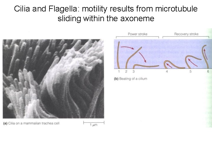 Cilia and Flagella: motility results from microtubule sliding within the axoneme 