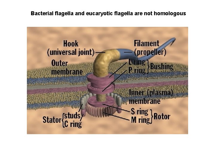Bacterial flagella and eucaryotic flagella are not homologous 