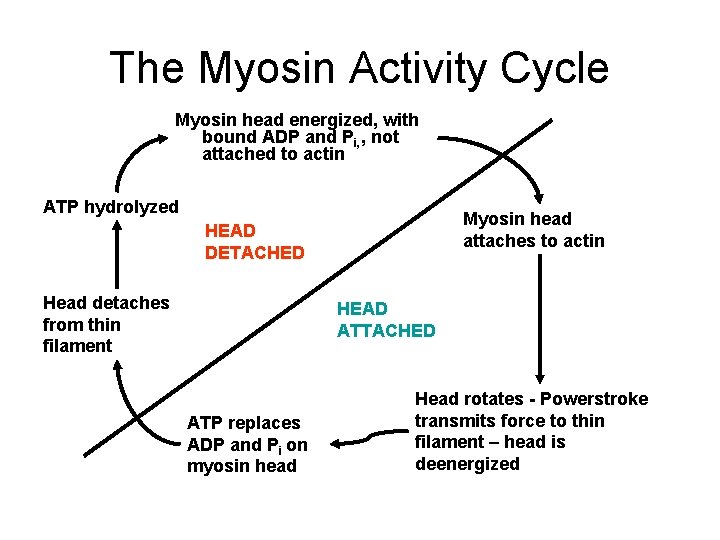 The Myosin Activity Cycle Myosin head energized, with bound ADP and Pi, , not