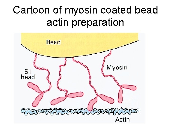 Cartoon of myosin coated bead actin preparation 