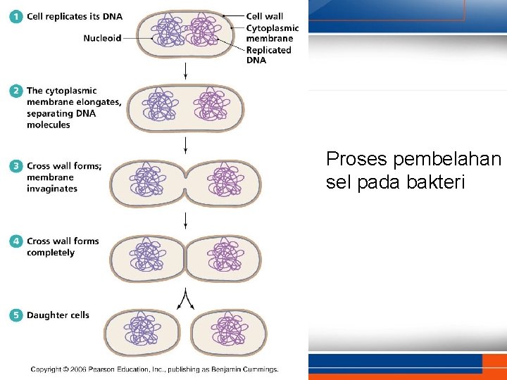 Proses pembelahan sel pada bakteri 