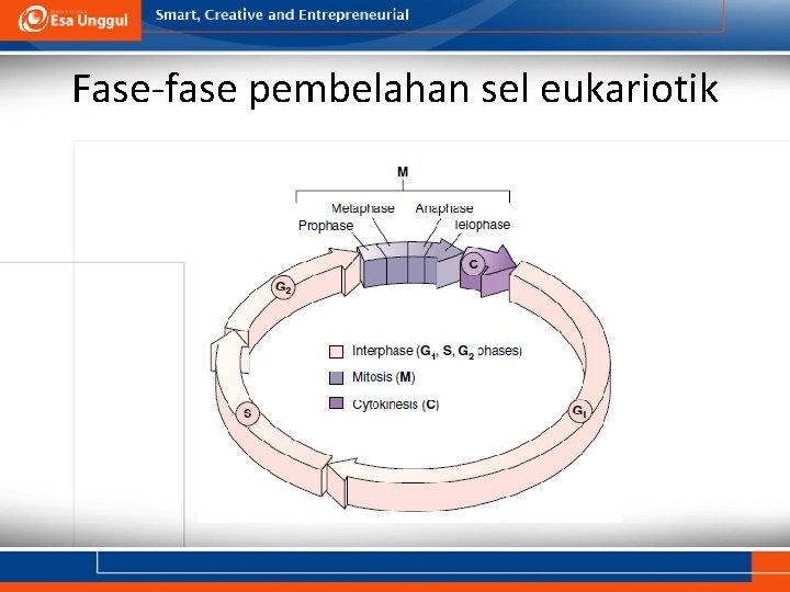 Fase-fase pembelahan sel eukariotik 