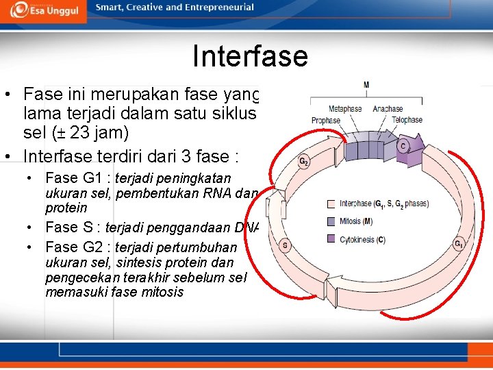 Interfase • Fase ini merupakan fase yang lama terjadi dalam satu siklus sel (±