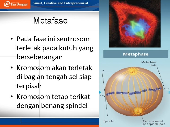 Metafase • Pada fase ini sentrosom terletak pada kutub yang berseberangan • Kromosom akan
