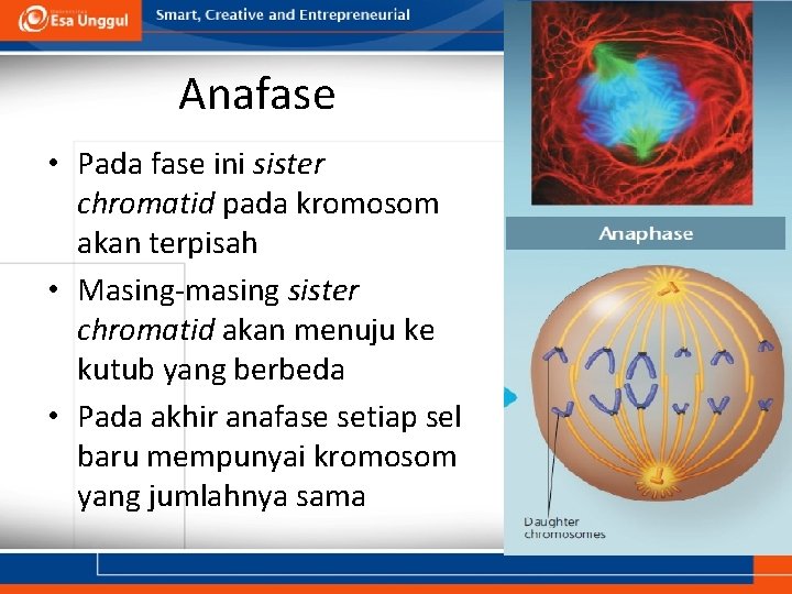 Anafase • Pada fase ini sister chromatid pada kromosom akan terpisah • Masing-masing sister