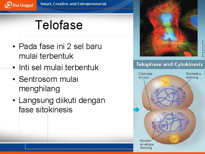 Telofase • Pada fase ini 2 sel baru mulai terbentuk • Inti sel mulai