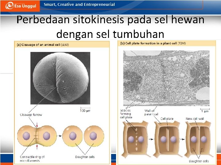 Perbedaan sitokinesis pada sel hewan dengan sel tumbuhan 