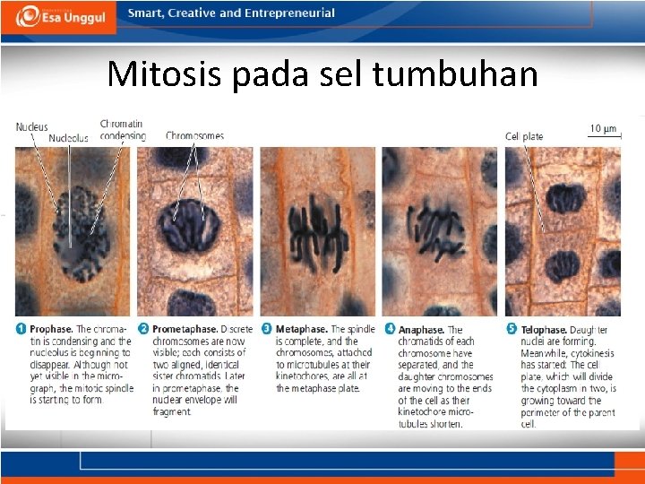 Mitosis pada sel tumbuhan 