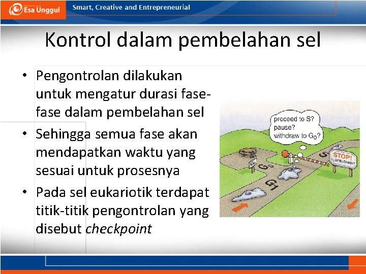Kontrol dalam pembelahan sel • Pengontrolan dilakukan untuk mengatur durasi fase dalam pembelahan sel