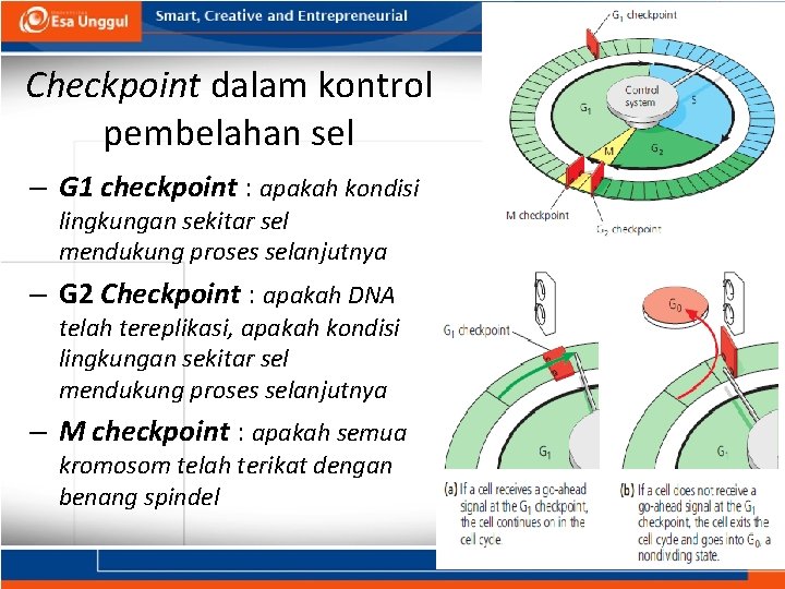 Checkpoint dalam kontrol pembelahan sel – G 1 checkpoint : apakah kondisi lingkungan sekitar