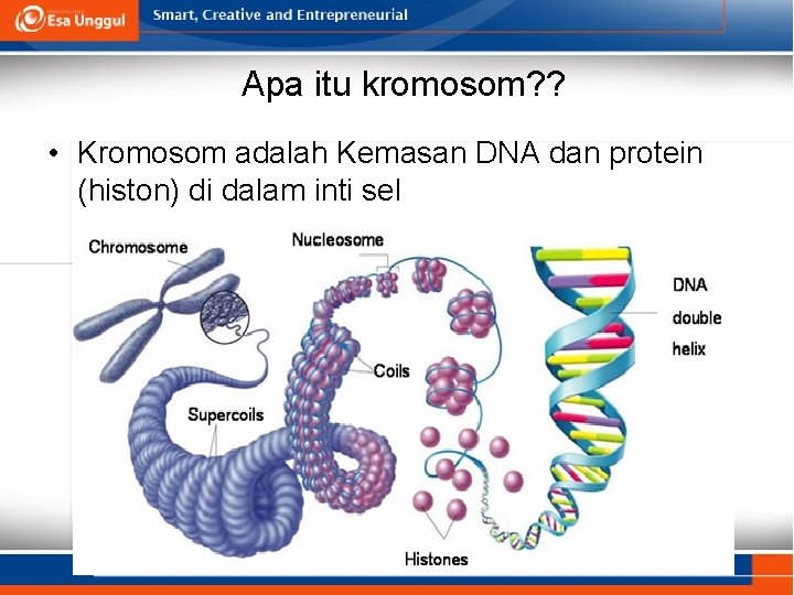 Apa itu kromosom? ? • Kromosom adalah Kemasan DNA dan protein (histon) di dalam