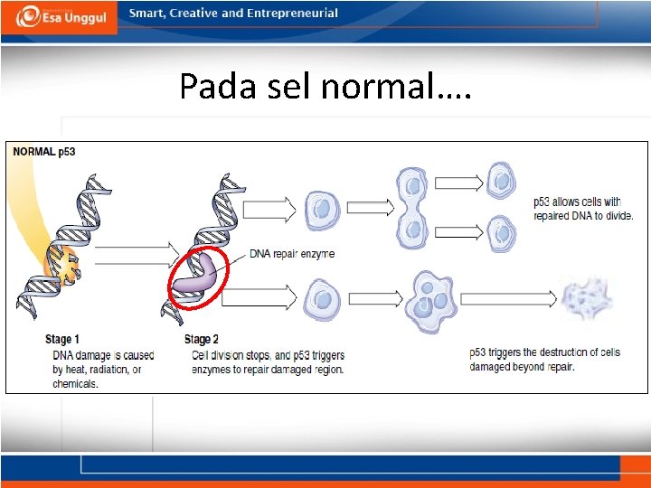 Pada sel normal…. 