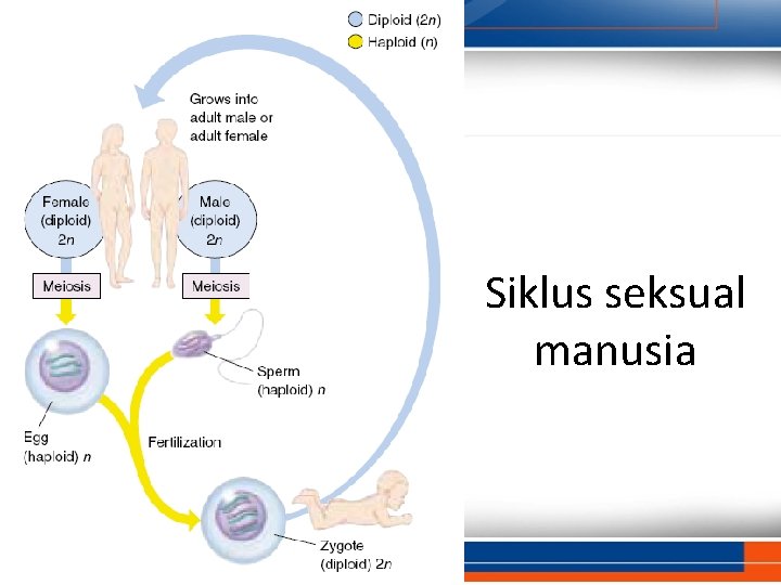 Siklus seksual manusia 