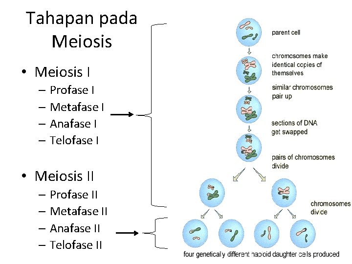 Tahapan pada Meiosis • Meiosis I – Profase I – Metafase I – Anafase