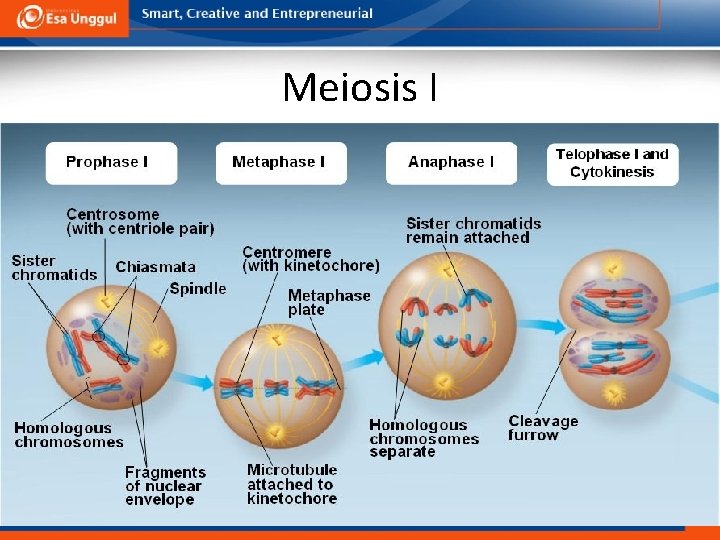 Meiosis I 