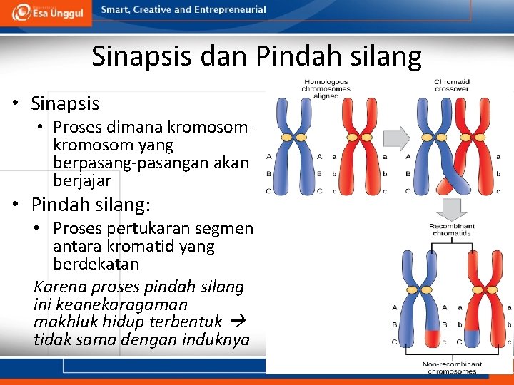 Sinapsis dan Pindah silang • Sinapsis • Proses dimana kromosom yang berpasang-pasangan akan berjajar