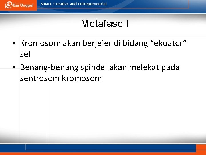 Metafase I • Kromosom akan berjejer di bidang “ekuator” sel • Benang-benang spindel akan