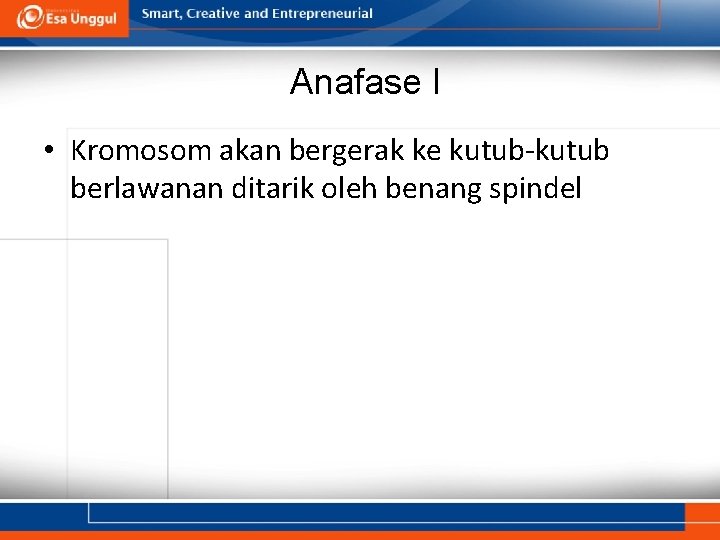 Anafase I • Kromosom akan bergerak ke kutub-kutub berlawanan ditarik oleh benang spindel 