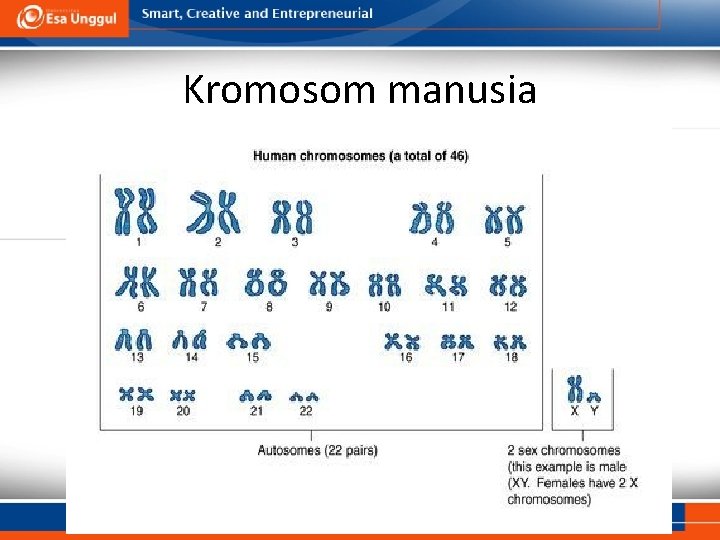 Kromosom manusia 