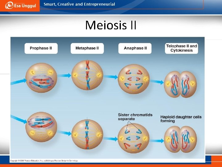 Meiosis II 