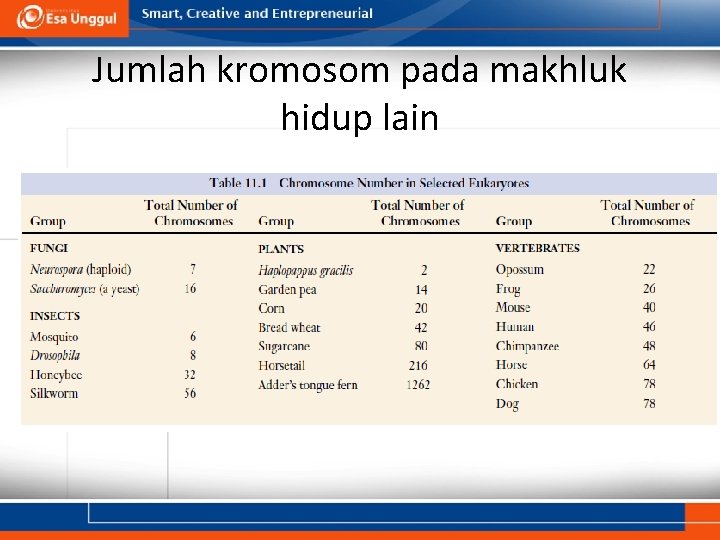 Jumlah kromosom pada makhluk hidup lain 