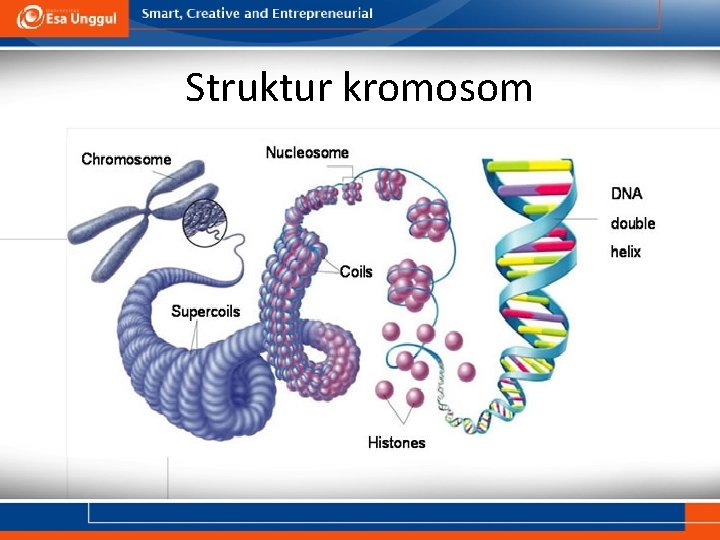 Struktur kromosom 