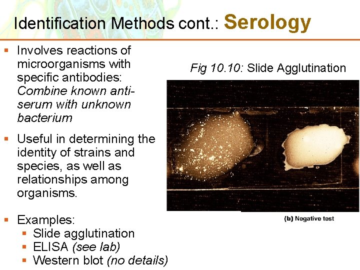 Identification Methods cont. : Serology § Involves reactions of microorganisms with specific antibodies: Combine