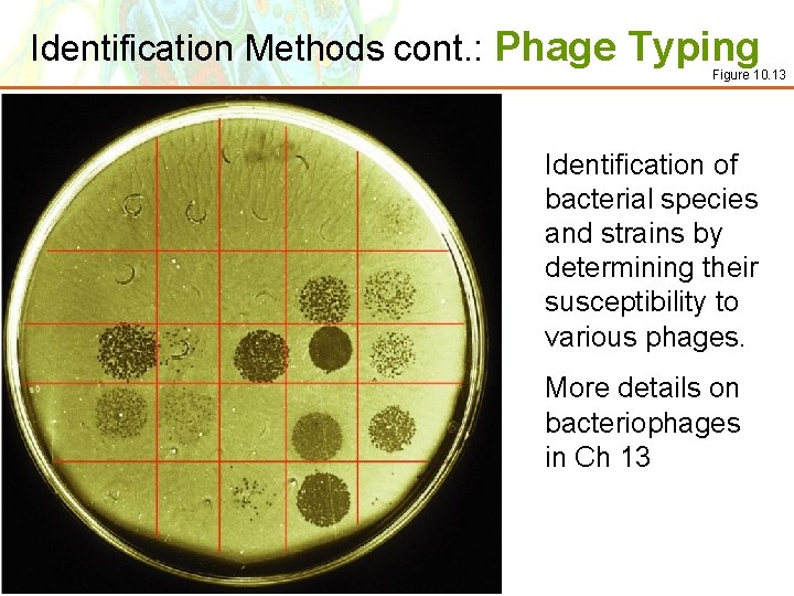 Identification Methods cont. : Phage Typing Figure 10. 13 Identification of bacterial species and