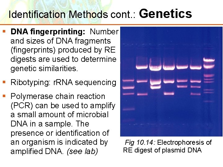 Identification Methods cont. : Genetics § DNA fingerprinting: Number and sizes of DNA fragments