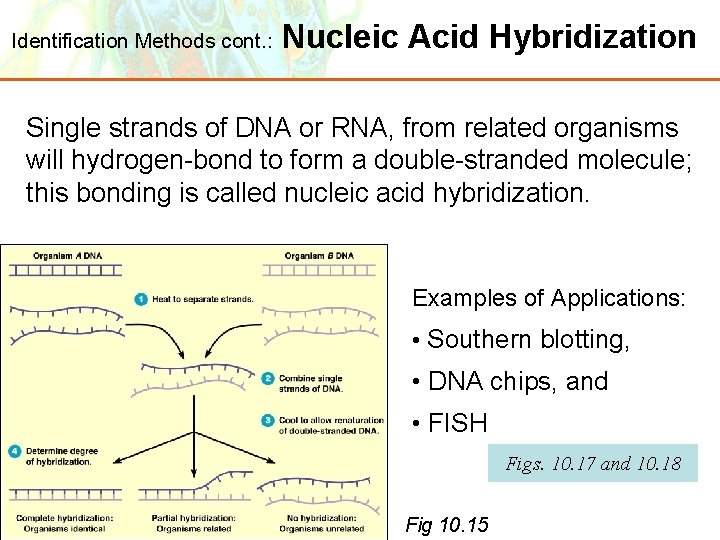 Identification Methods cont. : Nucleic Acid Hybridization Single strands of DNA or RNA, from