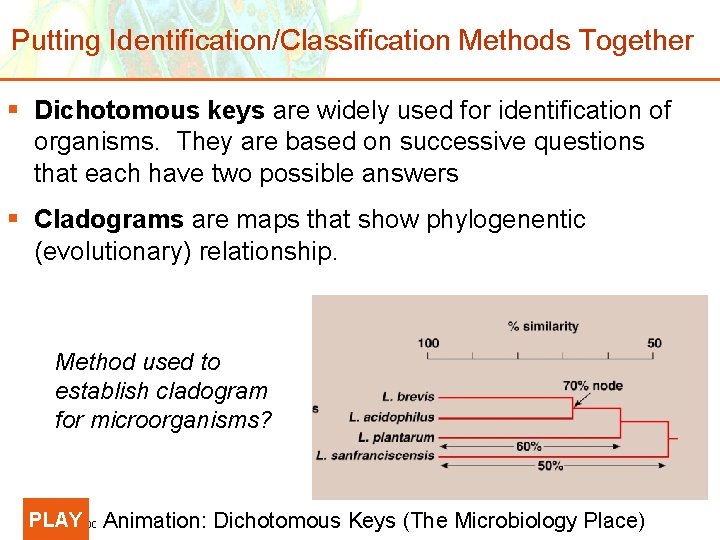 Putting Identification/Classification Methods Together § Dichotomous keys are widely used for identification of organisms.
