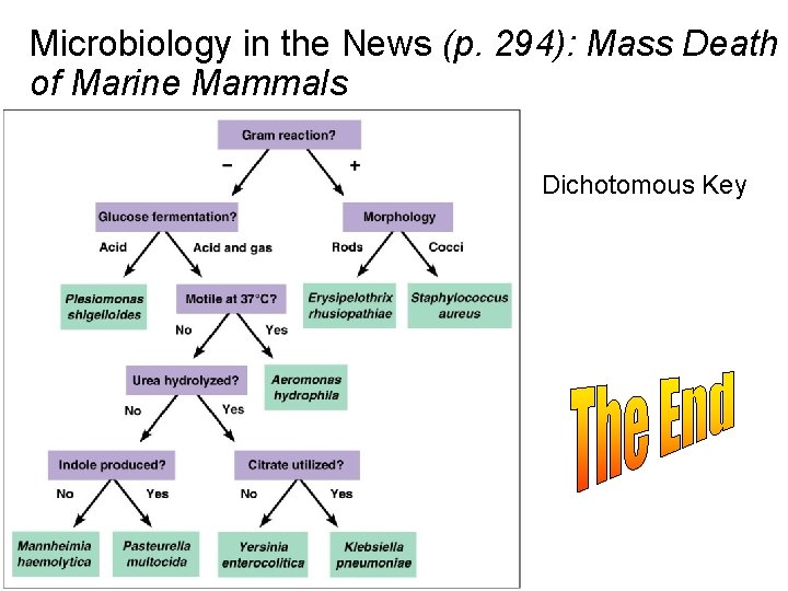 Microbiology in the News (p. 294): Mass Death of Marine Mammals Dichotomous Key 