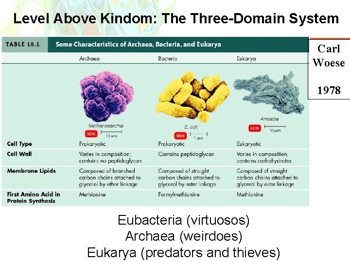 Level Above Kindom: The Three-Domain System Carl Woese 1978 Eubacteria (virtuosos) Archaea (weirdoes) Eukarya