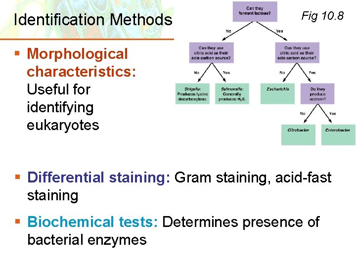 Identification Methods Fig 10. 8 § Morphological characteristics: Useful for identifying eukaryotes § Differential