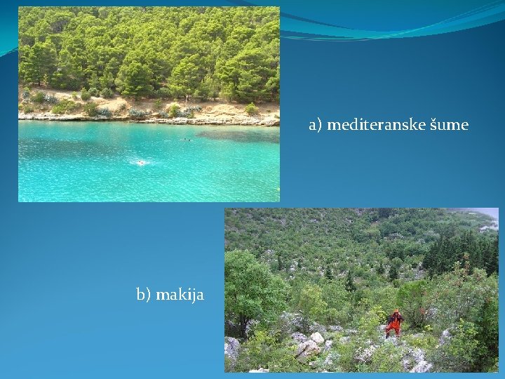 a) mediteranske šume b) makija 