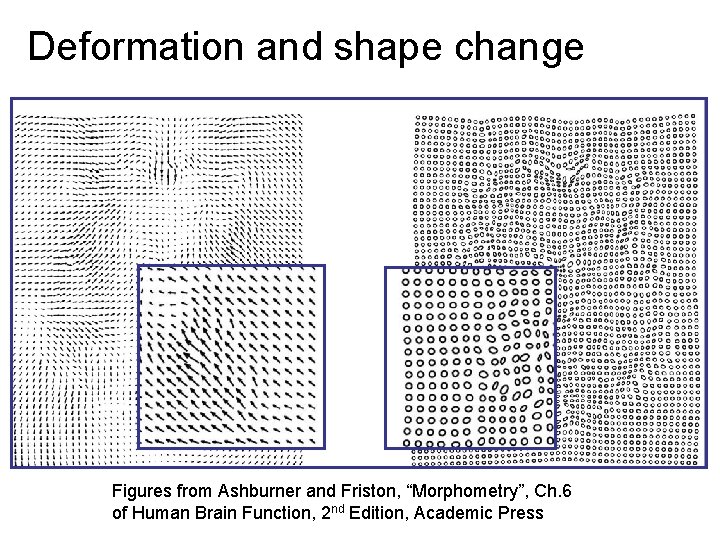 Deformation and shape change Figures from Ashburner and Friston, “Morphometry”, Ch. 6 of Human