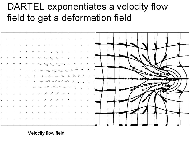 DARTEL exponentiates a velocity flow field to get a deformation field Velocity flow field