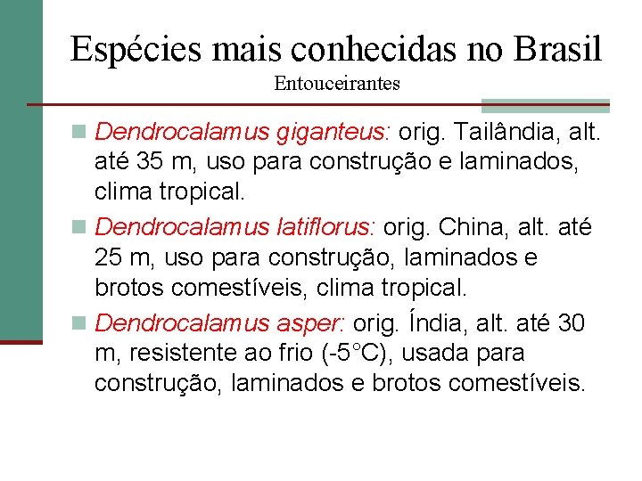 Espécies mais conhecidas no Brasil Entouceirantes n Dendrocalamus giganteus: orig. Tailândia, alt. até 35