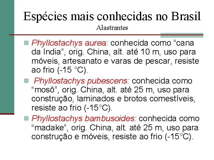 Espécies mais conhecidas no Brasil Alastrantes n Phyllostachys aurea: conhecida como “cana da índia”,