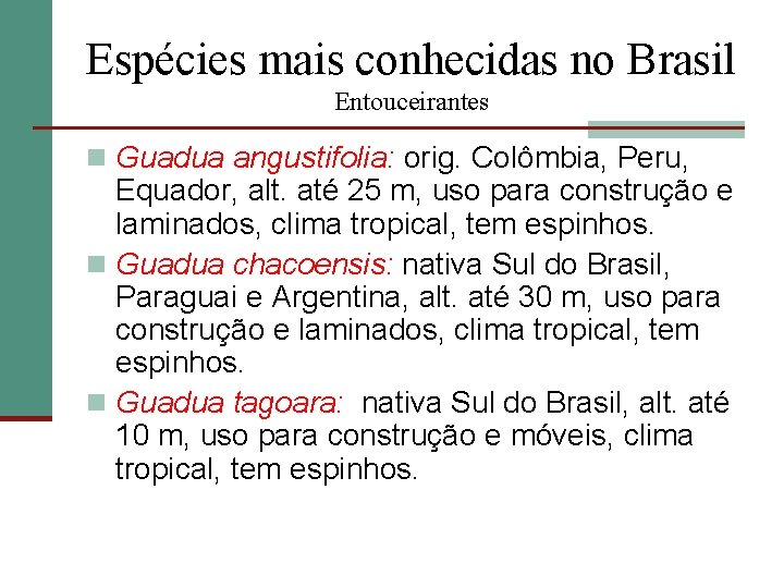 Espécies mais conhecidas no Brasil Entouceirantes n Guadua angustifolia: orig. Colômbia, Peru, Equador, alt.