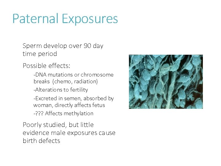 Paternal Exposures Sperm develop over 90 day time period Possible effects: -DNA mutations or