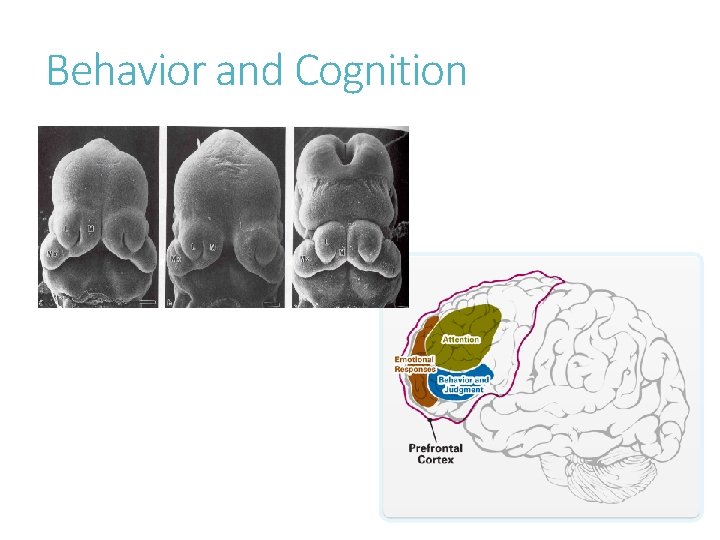 Behavior and Cognition 