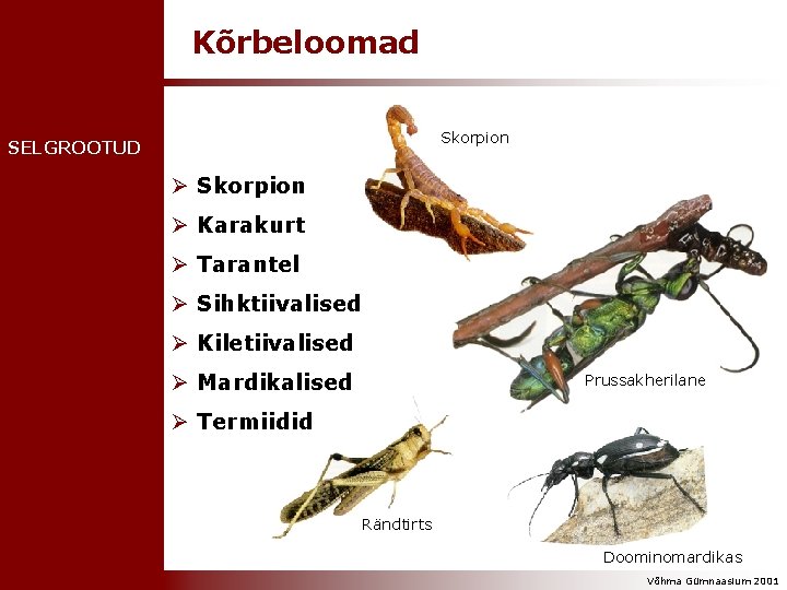 Kõrbeloomad Skorpion SELGROOTUD Ø Skorpion Ø Karakurt Ø Tarantel Ø Sihktiivalised Ø Kiletiivalised Ø