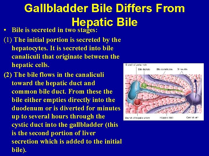 Gallbladder Bile Differs From Hepatic Bile • Bile is secreted in two stages: (1)