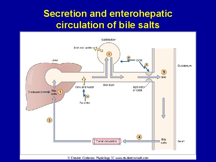 Secretion and enterohepatic circulation of bile salts 