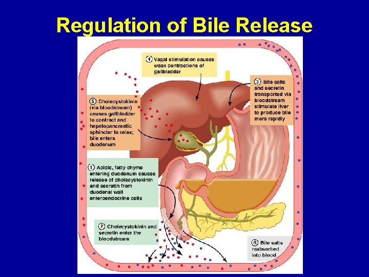 Regulation of Bile Release 