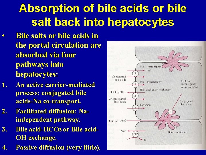 Absorption of bile acids or bile salt back into hepatocytes • Bile salts or