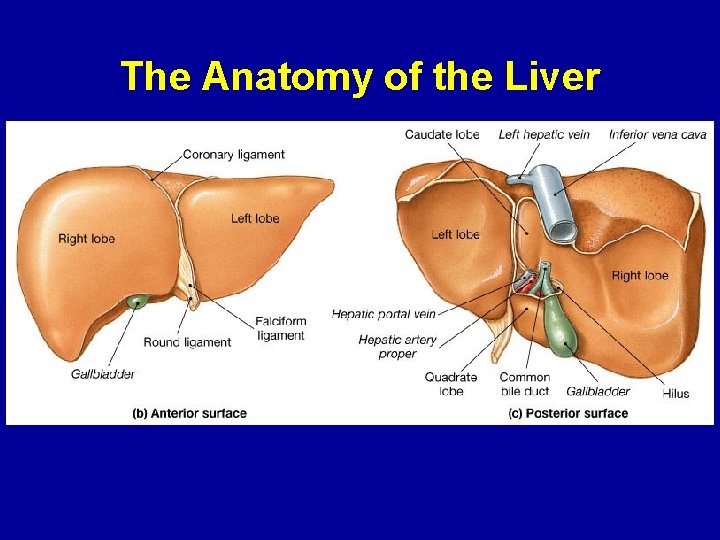 The Anatomy of the Liver 