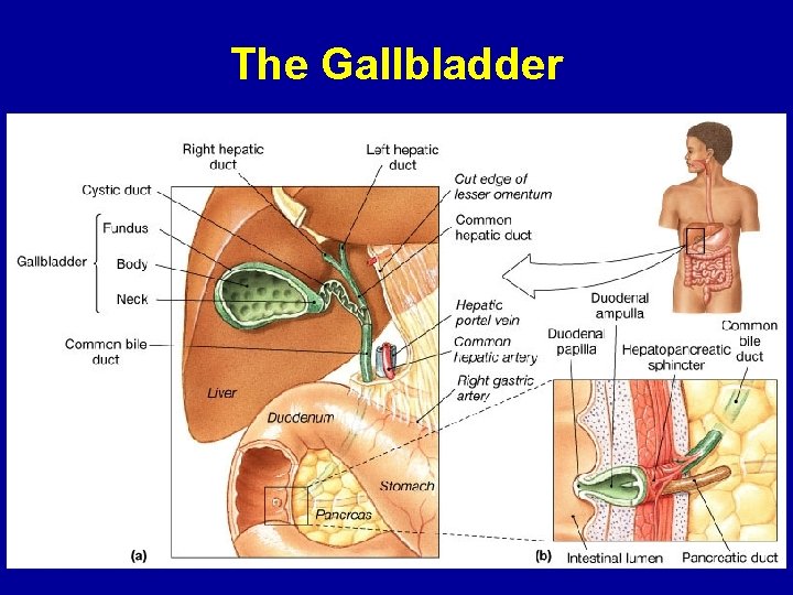 The Gallbladder 